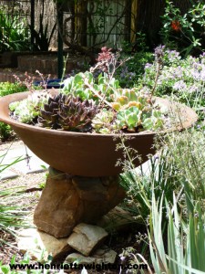 Rusted steel shallow planter with succulents